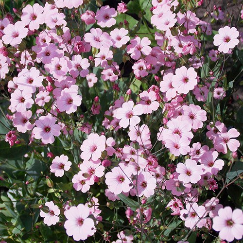 꽃사포나리아 (말뱅이나물) 씨앗 소포장 대포장 선택, 1개 28,000원