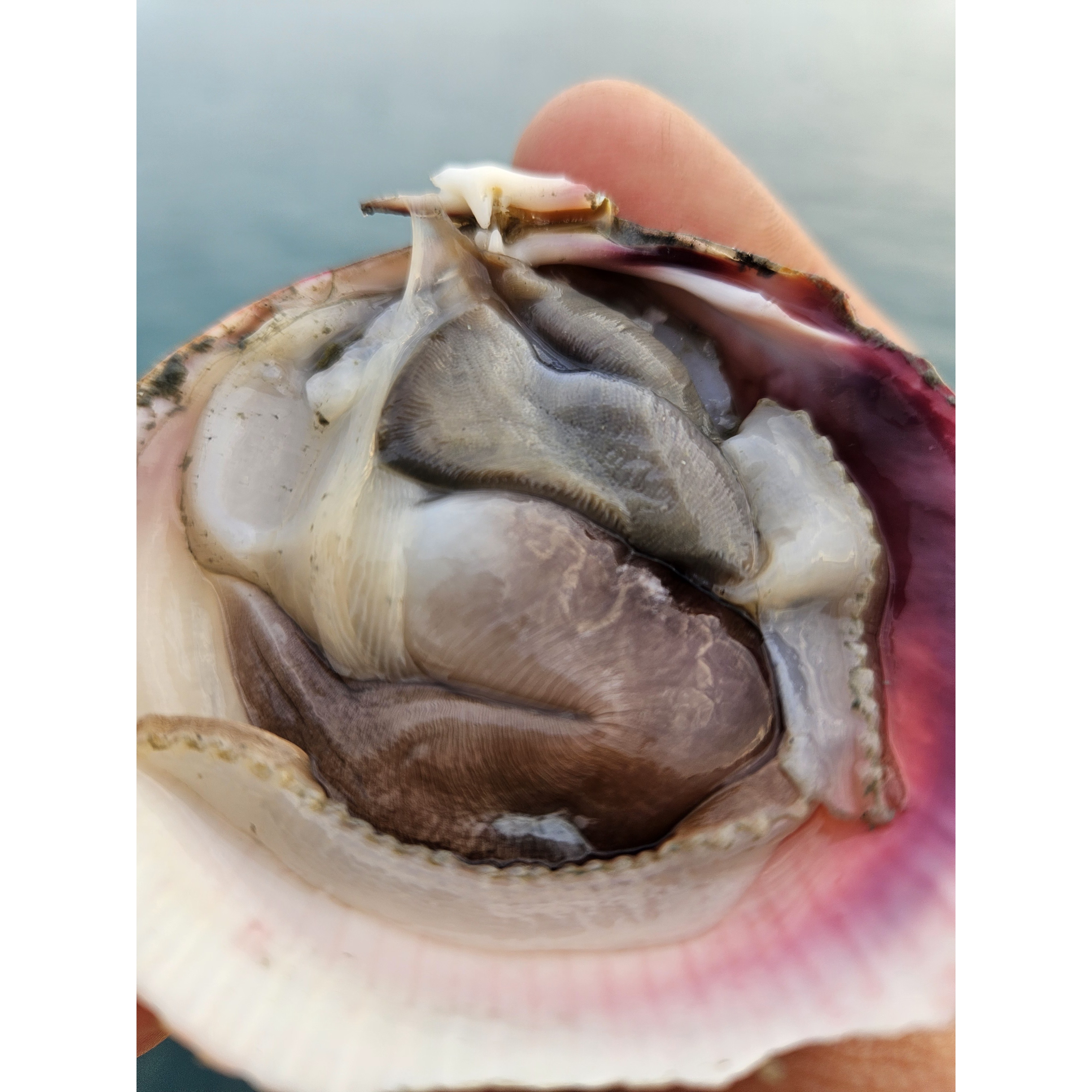 레브 산지직송 여수 손질 새조개, 1개, 검은 새조개 500g 77,800원