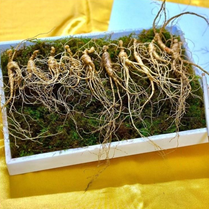 [한국산삼원] 설명절선물 새해선물 10년근 산삼 100% 국내산 부모님선물 자연산 산삼 산양산삼 장뇌삼 선물추천 130,000원