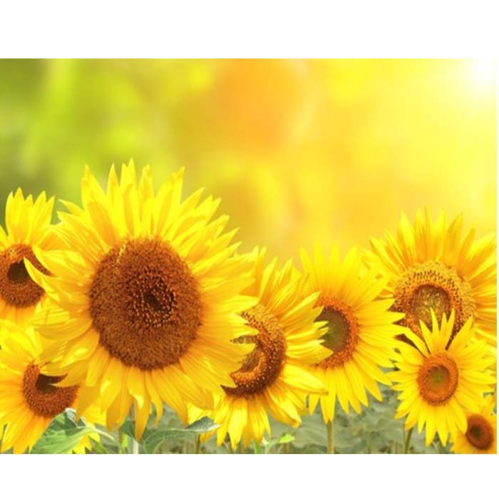 지산 보석십자수 캔버스형 50 x 40 cm, DIY 세트, 황금 행운 해바라기, 1세트 9,980원