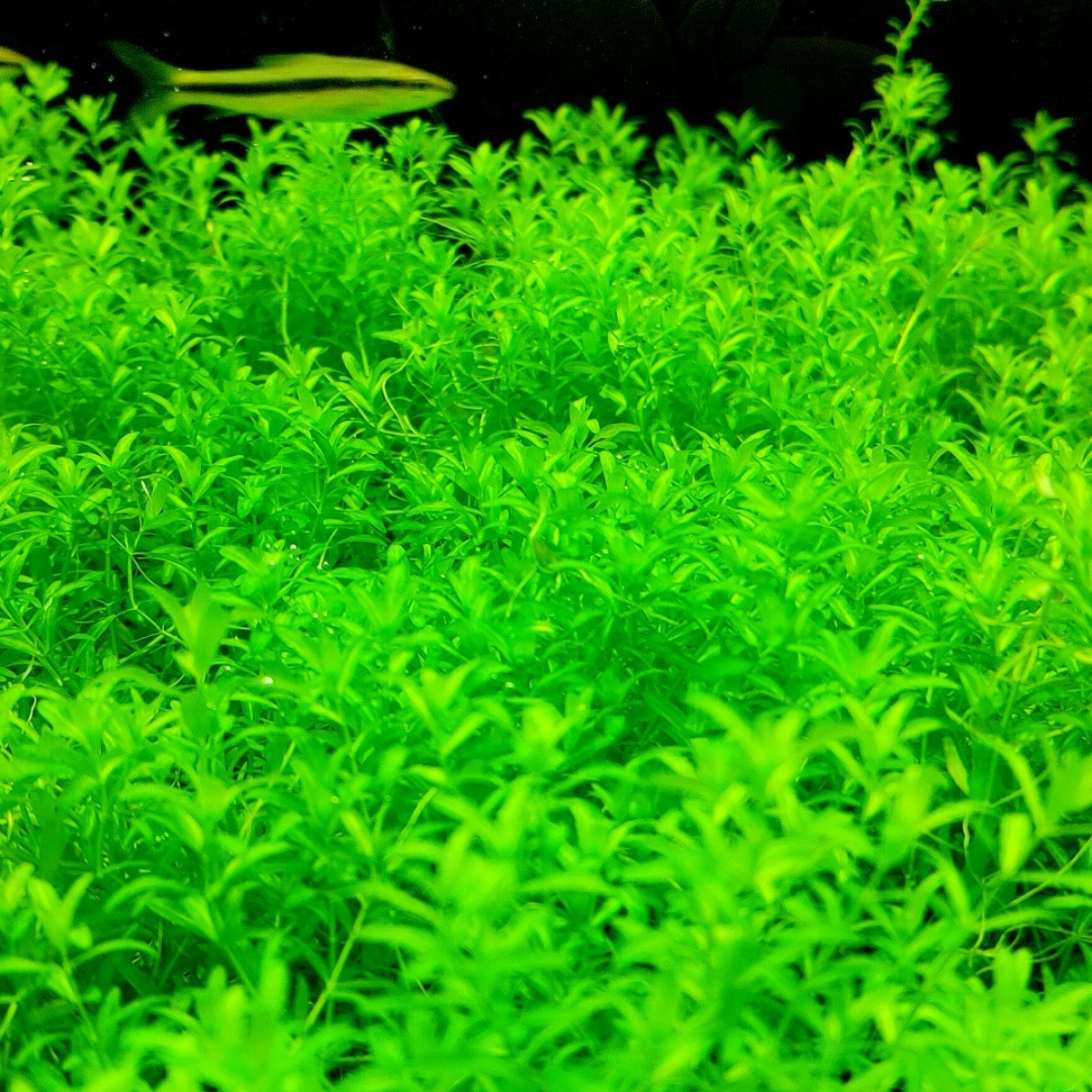 [물풀정원] 펄글라스 10줄기 달팽이없는 깨끗한 수초키우기 구피 베타 물고기 새우 은신처 10,500원