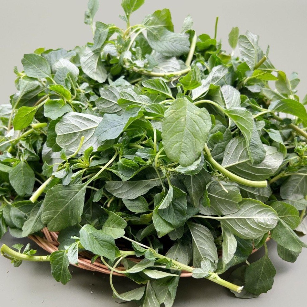 싱싱한 최상품 국내산 생 비름나물 봄나물 장수나물 장명채 당일수확, 1개, 1kg 10,900원