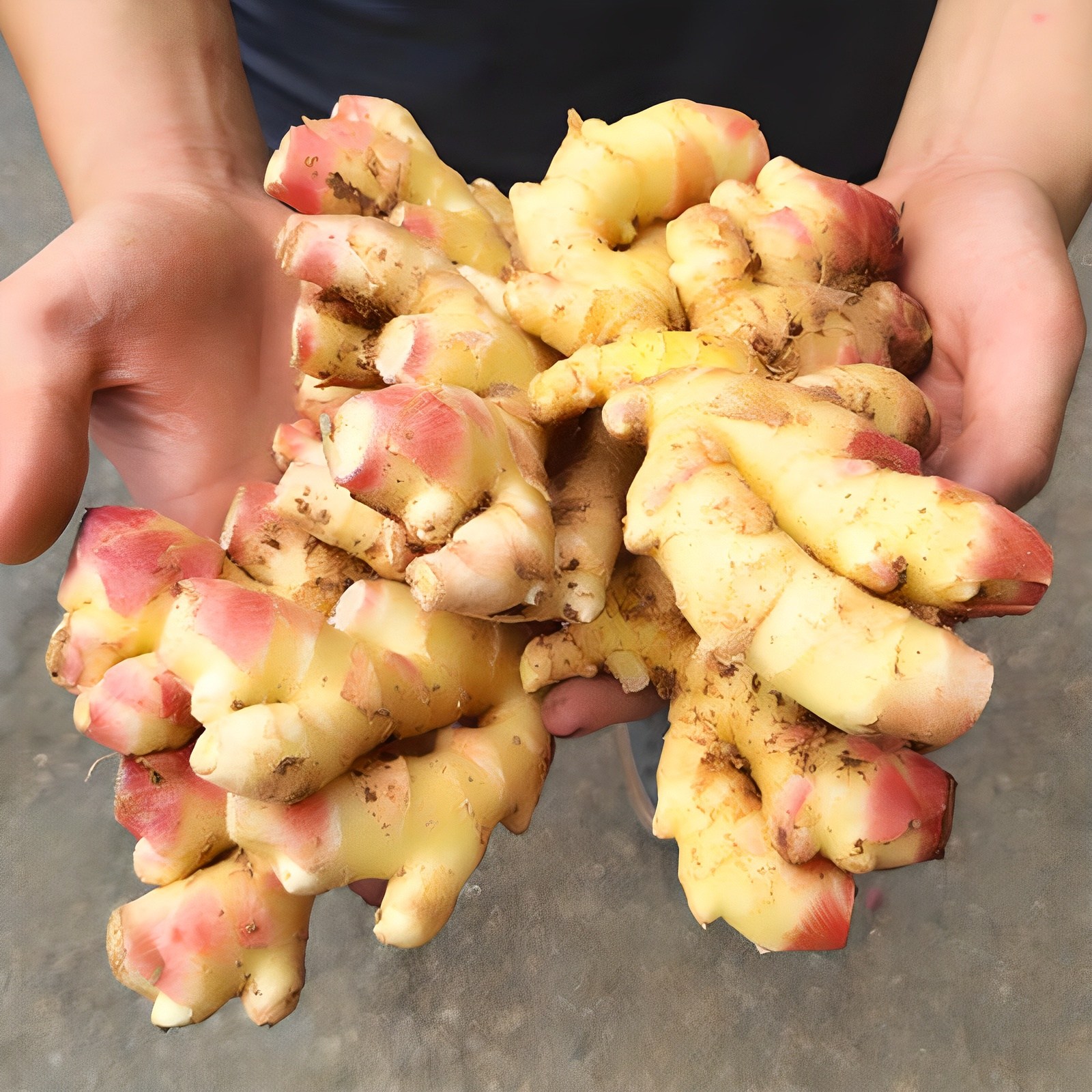 영호네농산물 25년 수확 국산 햇생강 최상급 특품 1kg, 1개, 흙생강1kg 12,490원