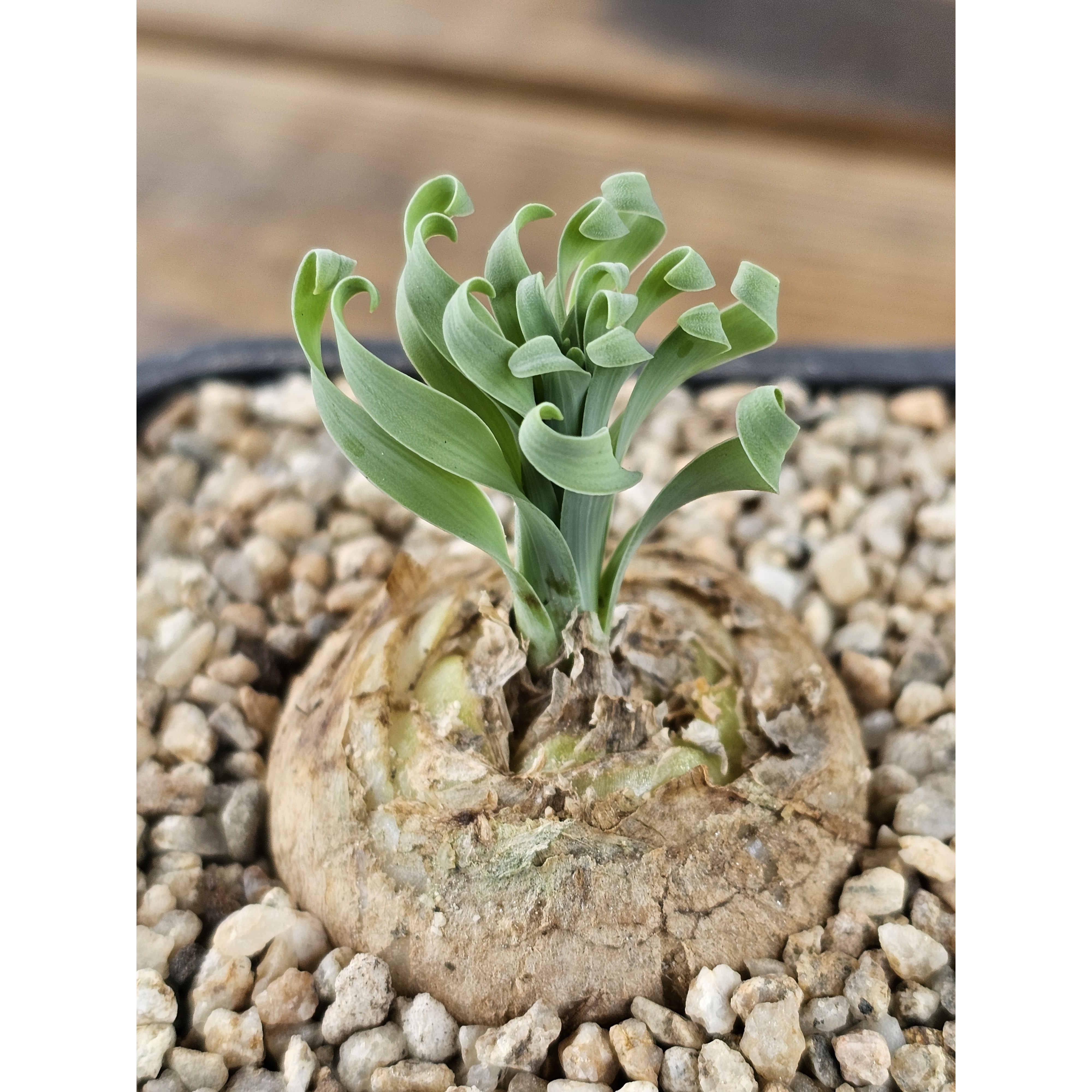 알부카 콘코르디아나 대-0906  아프리카식물 다육식물 미니식물 소형식물 키우기좋은식물 키우기쉬운식물 코노피튬 귀여운식물 리톱스 희귀한식물 테라리움 다육이DIY 893 에이플랜트 25,000원