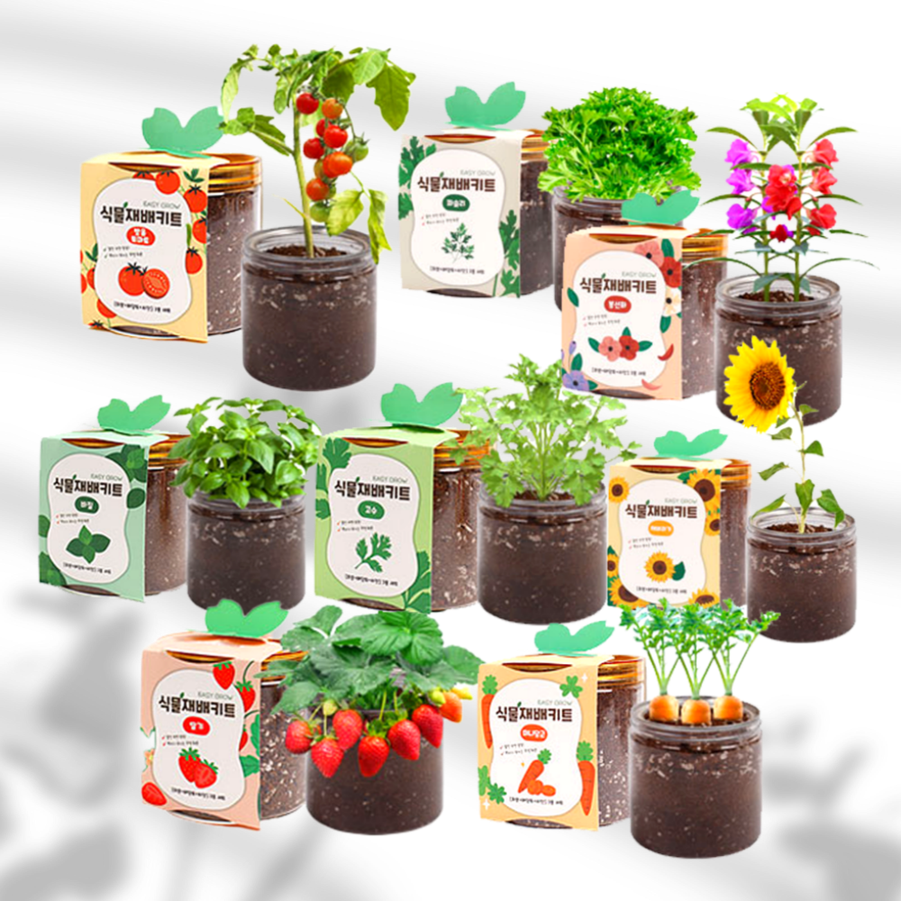 식물재배키트 베란다 홈가드닝 어린이 텃밭가꾸기 텃밭세트, 바질 4,500원