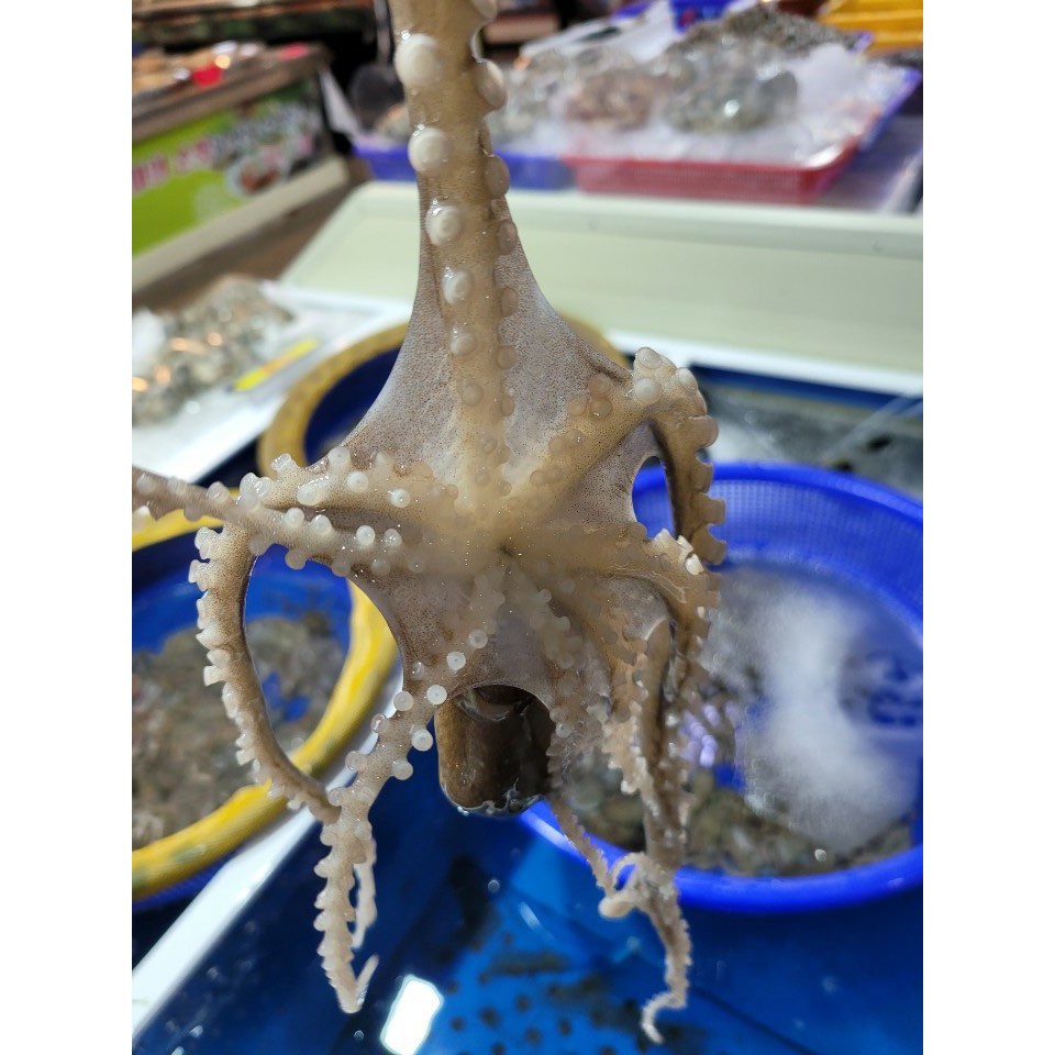 [신안/목포]청정갯벌 생물 산 낙지 10마리(세발/소/중소)  타우린 과 각종 아미노산 및 무기질이 풍부한 보양식품 85,000원