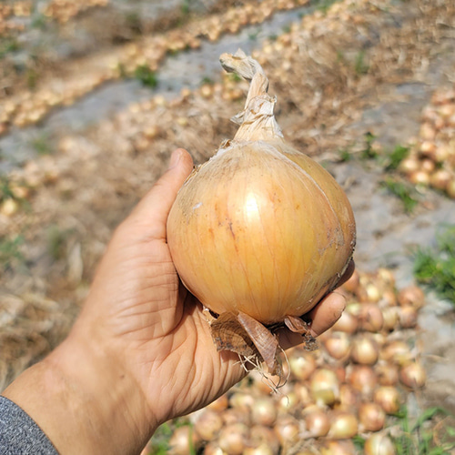 국내산 고품질 엄선 햇양파(무안,함평 등), 1개, 5kg(중,대혼합) 18,000원