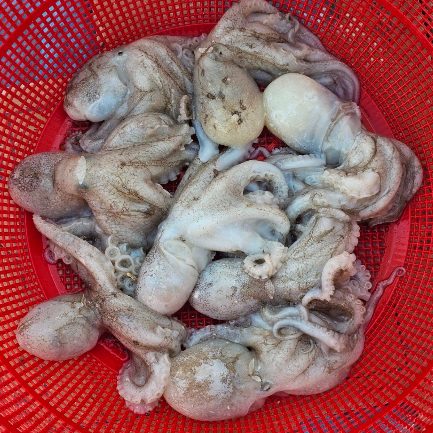 제철 봄 싱싱한 알배기 알 캠핑 샤브샤브 생물 쭈꾸미 32,900원