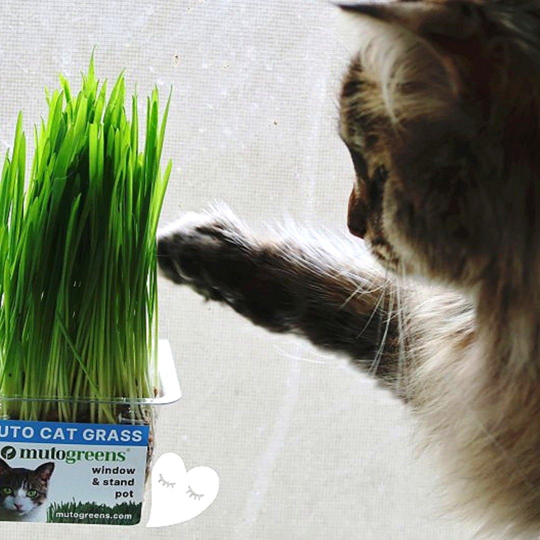 뮤토 친환경인증 [핏 캣그라스] 생화 귀리 새싹 가성비갑 신선한 고양이 간식 캣글라스 1,980원