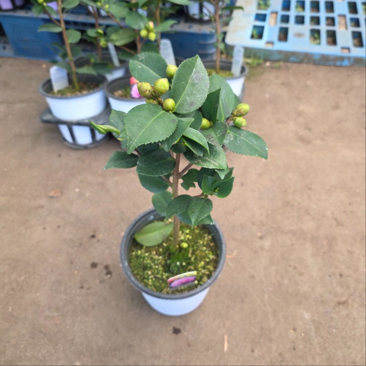 향기나는 서향 동백나무 키우기 겨울꽃 9,980원