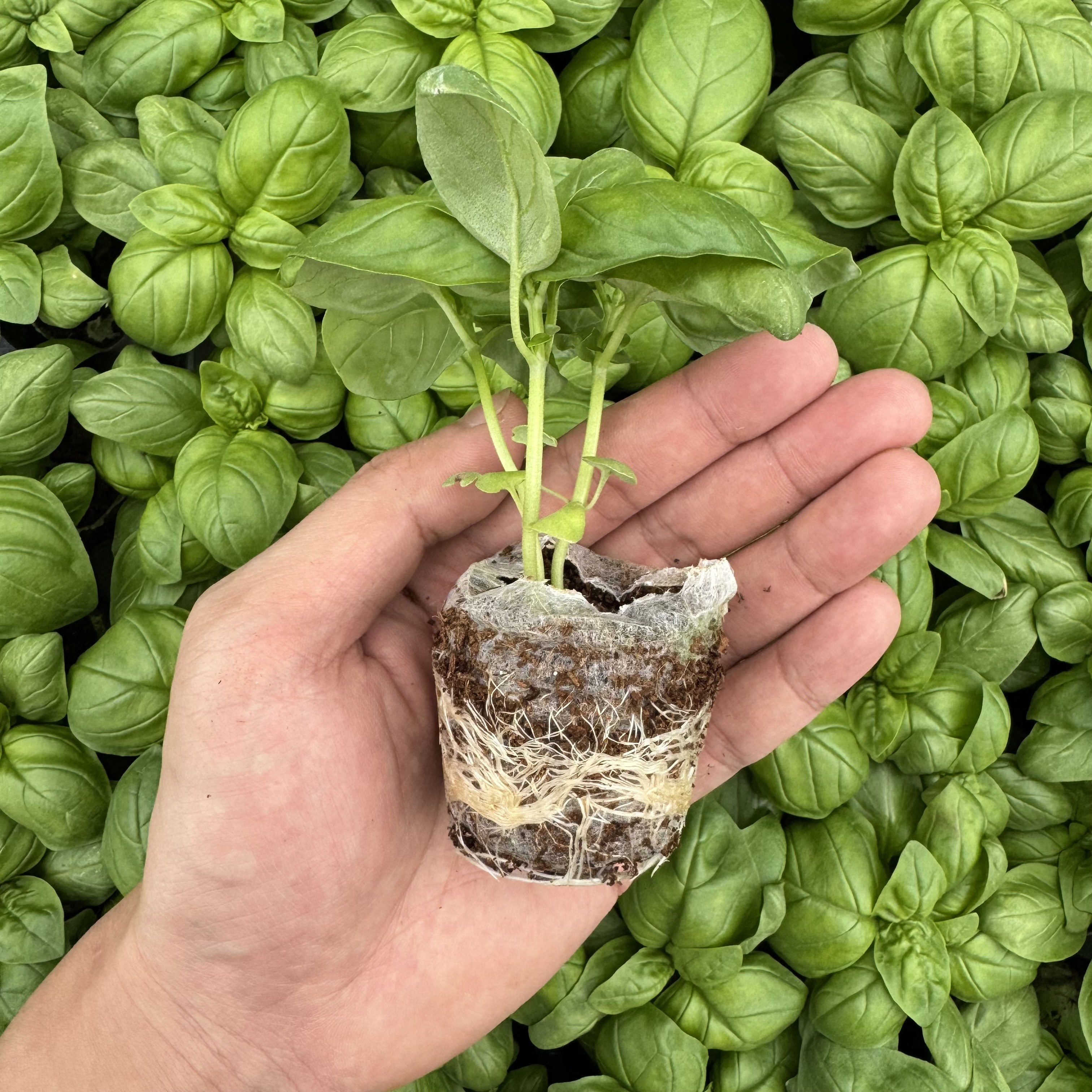 티움프러그 바질 모종 4개/ 티움육묘장 대량구매가능 다양한 쌈채소모종 7,000원