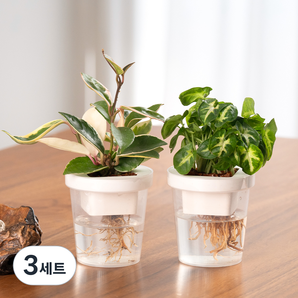 [로켓프레시] 메이크정글 수경재배 식물 싱고니움 + 호야 컵팟 화분 DIY 세트, 화이트, 3세트 38,700원
