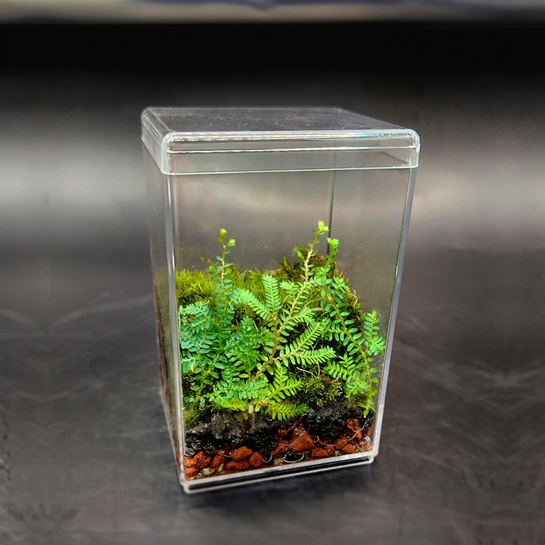 미니 테라리움키트 셀레지넬라운시나타 비단이끼 더숲 BOM 이끼테라리움세트 만들기 8,000원