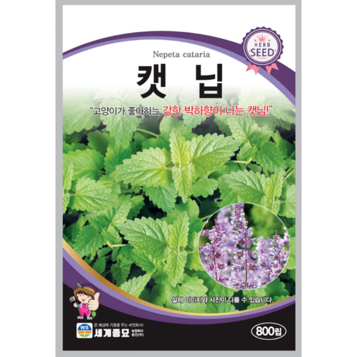 캣닢 씨앗 800립 [26년포장] 박하향이 나는 고양이가 좋아하는 캣닢 종자 3,000원
