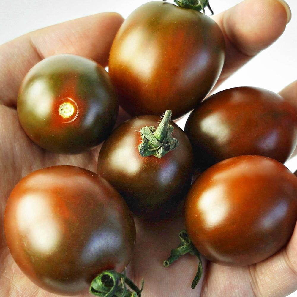 [프레시데이] 새콤달콤 프리미엄 흑대추 방울토마토 선별정품, 1개, 3kg 46,900원