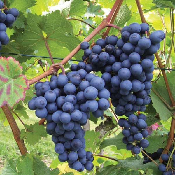 포도나무 묘목 5년생 결실주 유실수 과일나무 원예 가드닝 49,000원