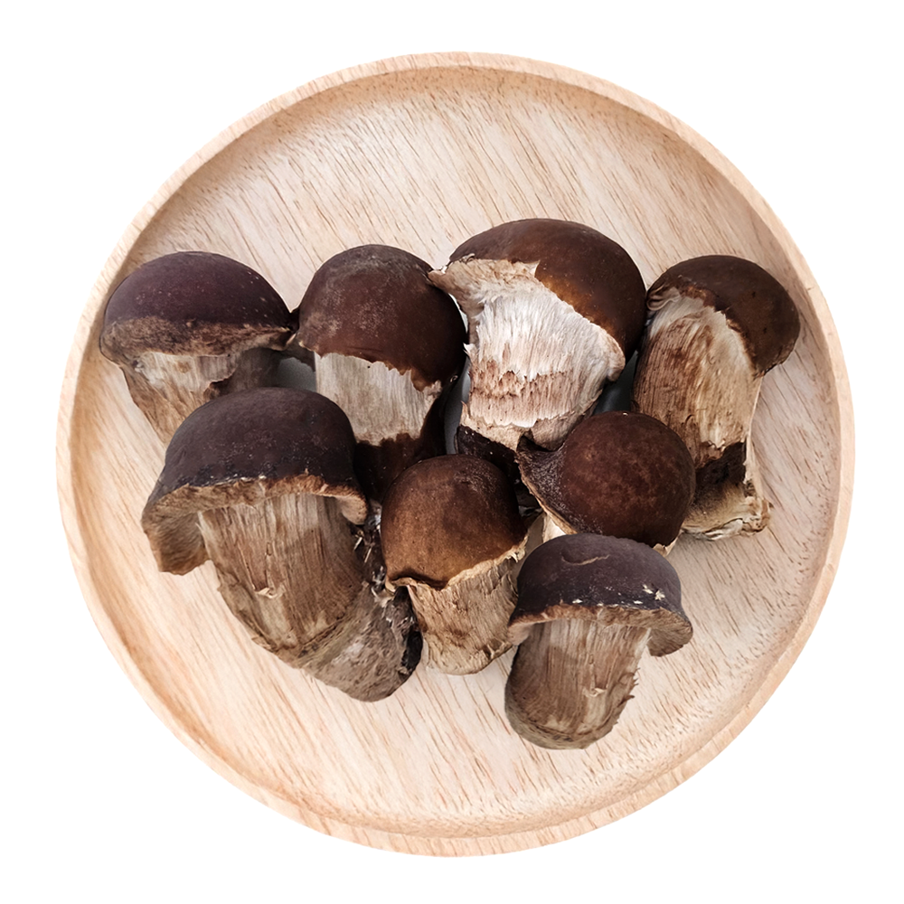 정담 [하진이네] 산지직송 무농약 GAP 참송이버섯, 1개, 못난이 500g 9,900원