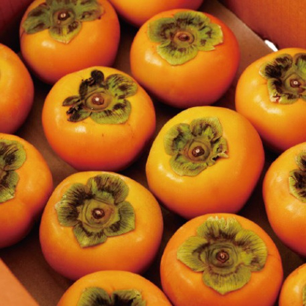 진영 가정용 단감 부유단감 오래두고 먹는 사계절 과일 아삭달콤 대용량 26,900원