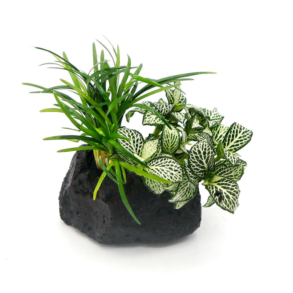 미미네아쿠아 2구 활착 - 미니 화이트스타 애란 8,000원