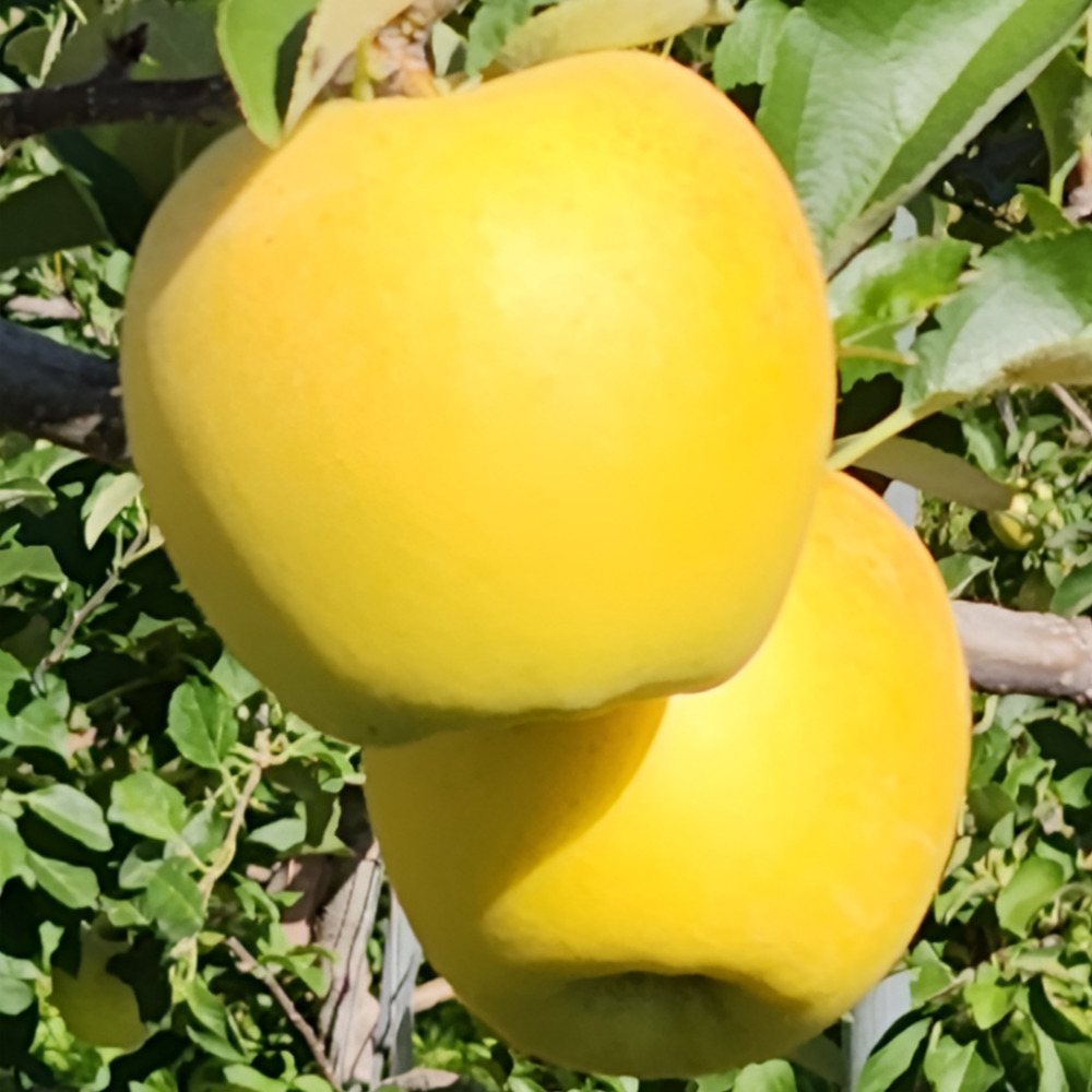 스윗쿡 과일앤 당도선별 시나노 골드 사과 33,400원