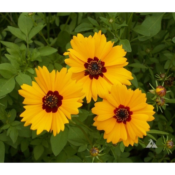 금계국 크라운 씨앗 소포장 대포장 선택, 파종 두달후 개화 3,130원