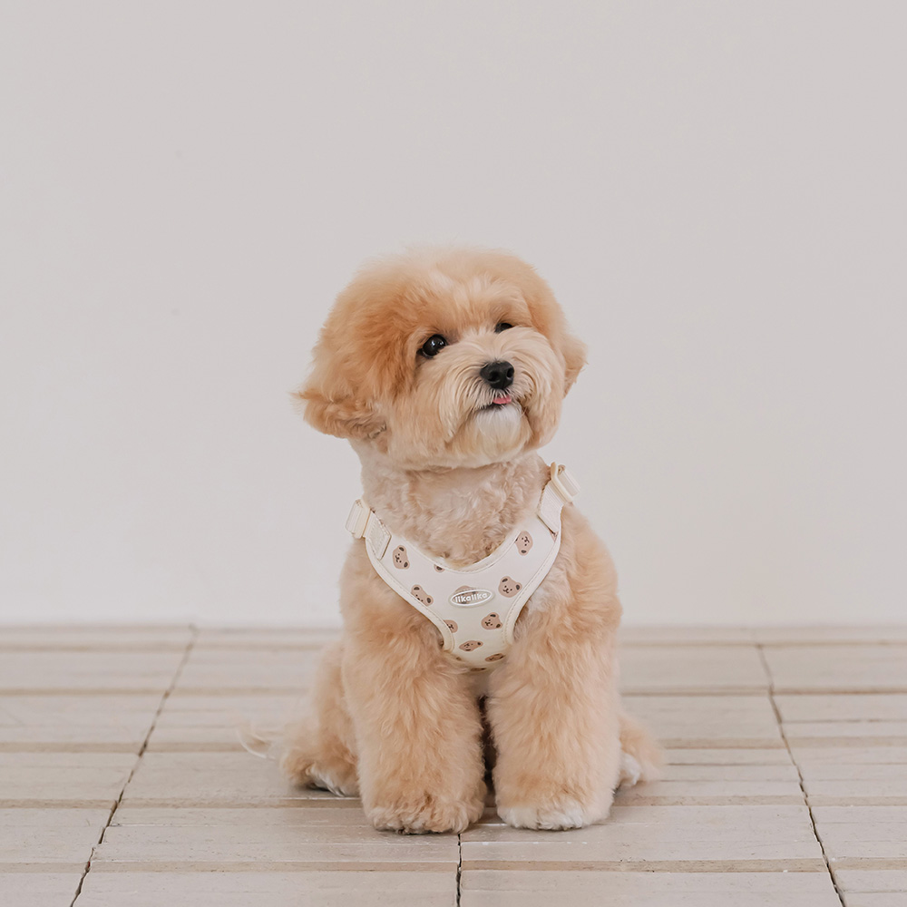 리카리카 반려동물 곰돌이 베베 하네스, 크림 43,000원