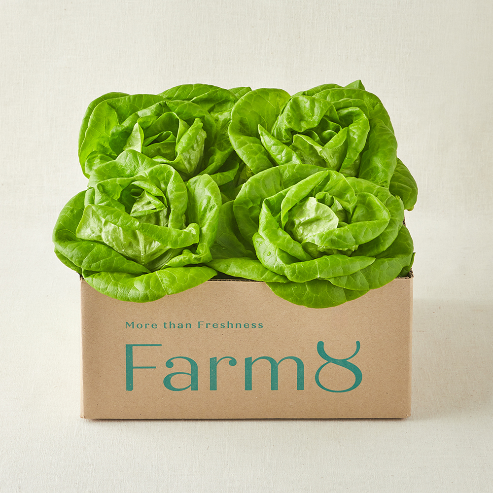 [로켓프레시] 팜에이트 무농약 버터헤드레터스 7,900원