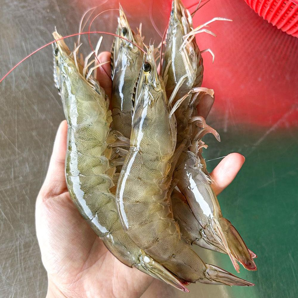 [더파시] 국내산 탱글탱글한 신선급냉 흰다리새우 냉동새우 1kg (20~25미), 1개, 프리미엄 새우 1kg (20~25미) 31,900원