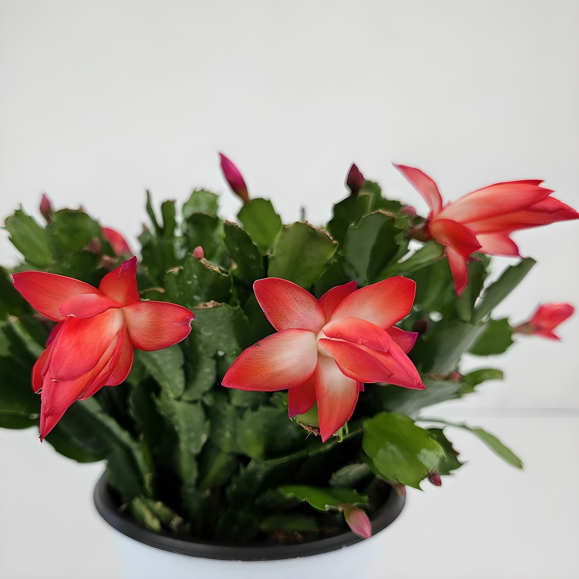 아비가든 게발선인장 중대품 +받침,영양제 포함 (2,3월 꽃봉우리 많음) 꽃피는선인장 겨울꽃 선인장 공기정화식물, 1개, 게발선인장 빨강 16,500원