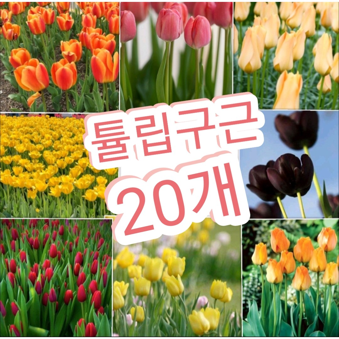 튤립구근 혼합20개/색상별 골고루 출고해드려요 38,000원