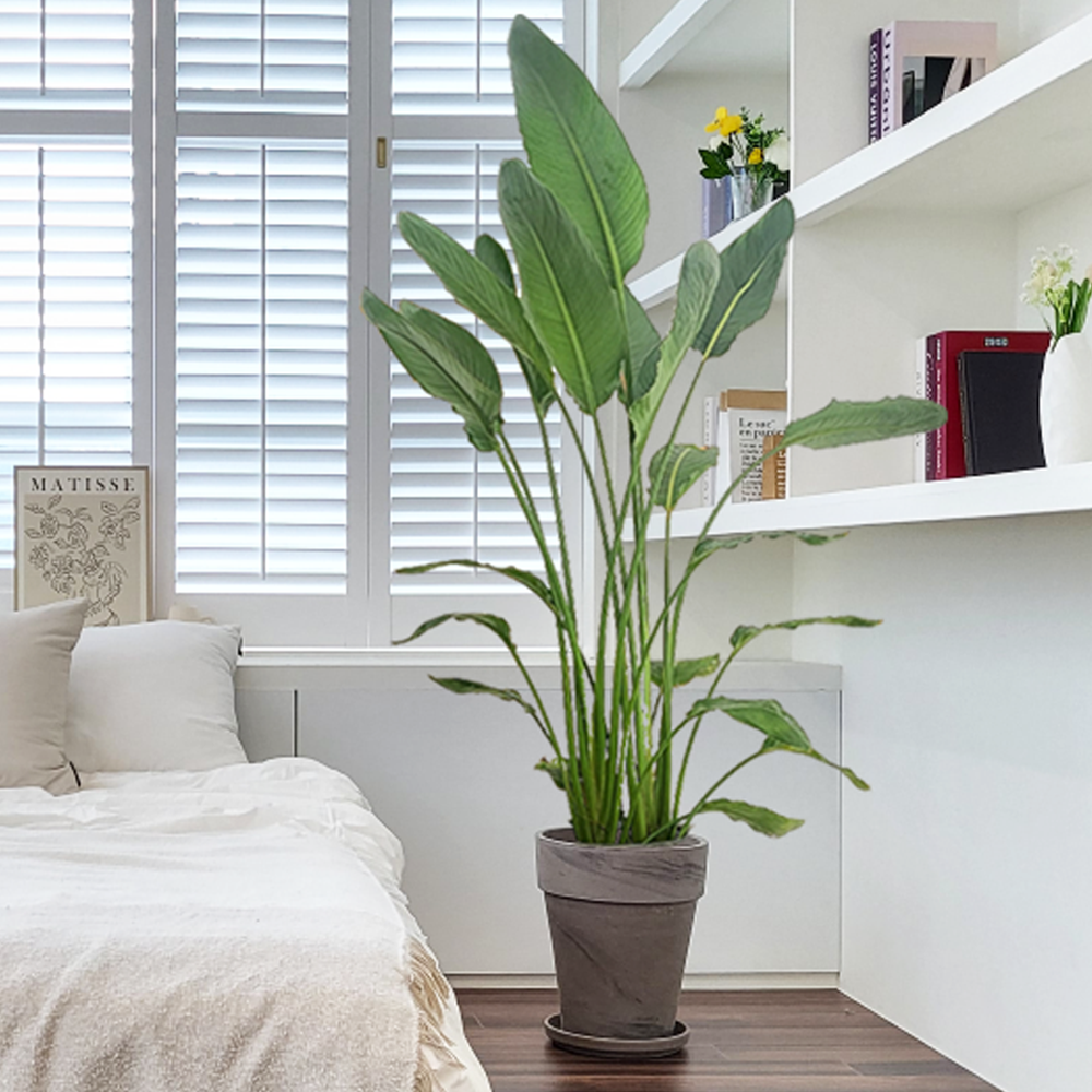 농원청년 바솔트토분 인테리어식물 거실화분 실내화초 개업식화분 개업화분 공기정화식물 승진화분 영전화분 사무실 카페 매장 공간 인테리어화분 스투키 쉐프렐라 홍콩야자 극락조 174,000원