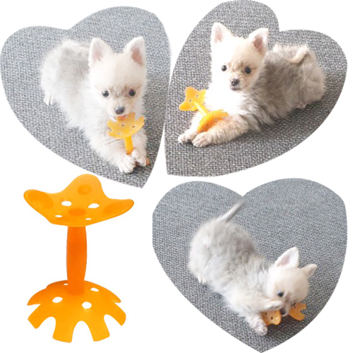 애완견 치발장난감 / 유치보호장난감 / 100%국내생산, 1개, 오렌지 9,900원