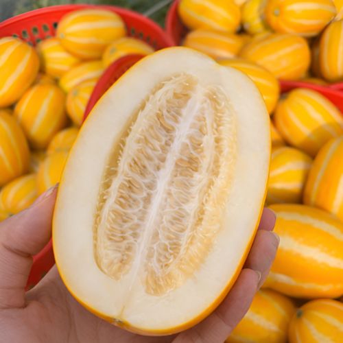 달콤 아삭한 성주 꿀참외 성주참외 가정용 혼합과 로얄과, 1박스, 중과(로얄과) 10kg 89,400원