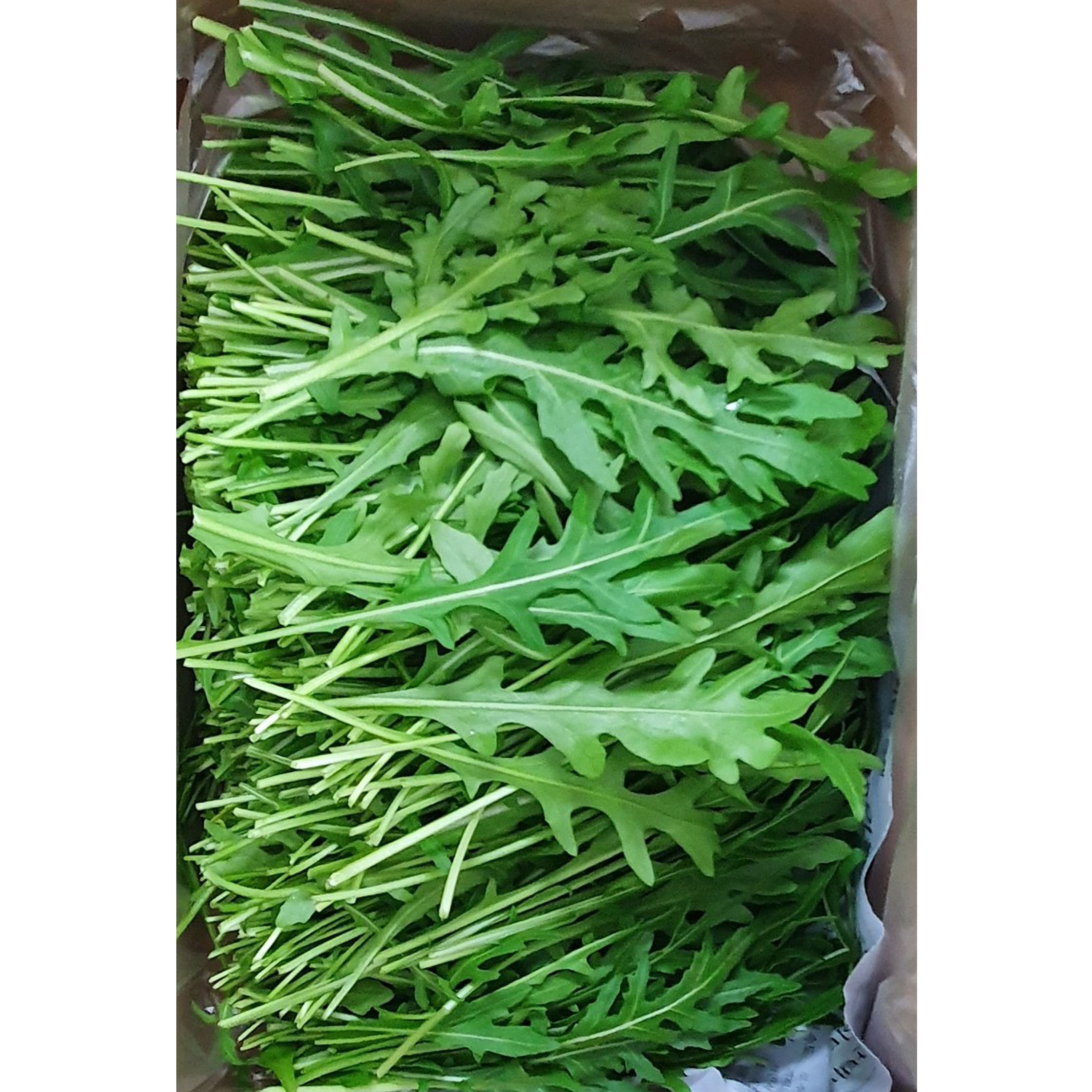 야채왕 와일드 루꼴라(베이비루꼴라) 중량별, 와일드 루꼴라1kg, 1개 9,900원