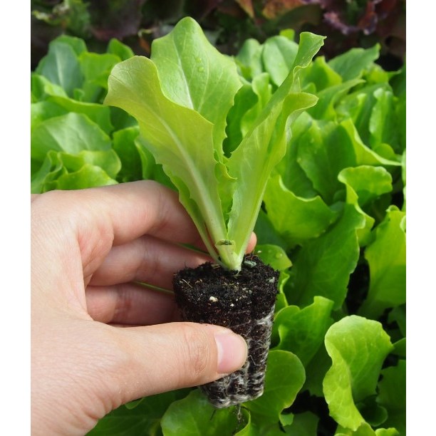 모종팜 꽃상추10개 청상추10개 총20개 반반 판매 11,560원