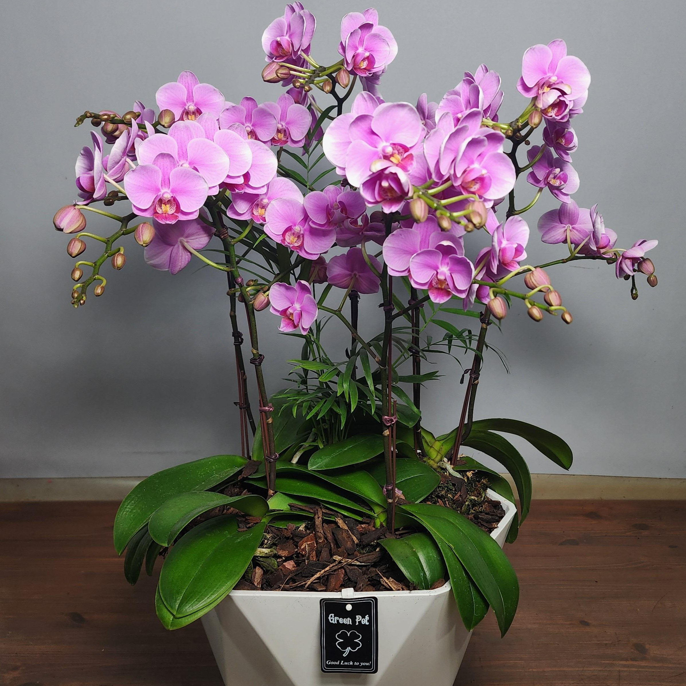 세종서양난 호접난 만천홍 전국당일배송 승진 영전 개업 난화분 선물 소형 중형 대형 탁상용, 1개, 9.핑크_중형 109,000원