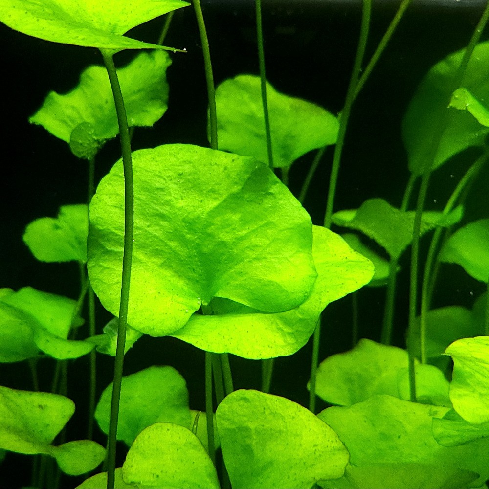 [미초] 타이완 가가부타 수초 1줄기 & 1뿌리 / 유경 수초 / 레이아웃 / 어항 수초, 1개 6,800원