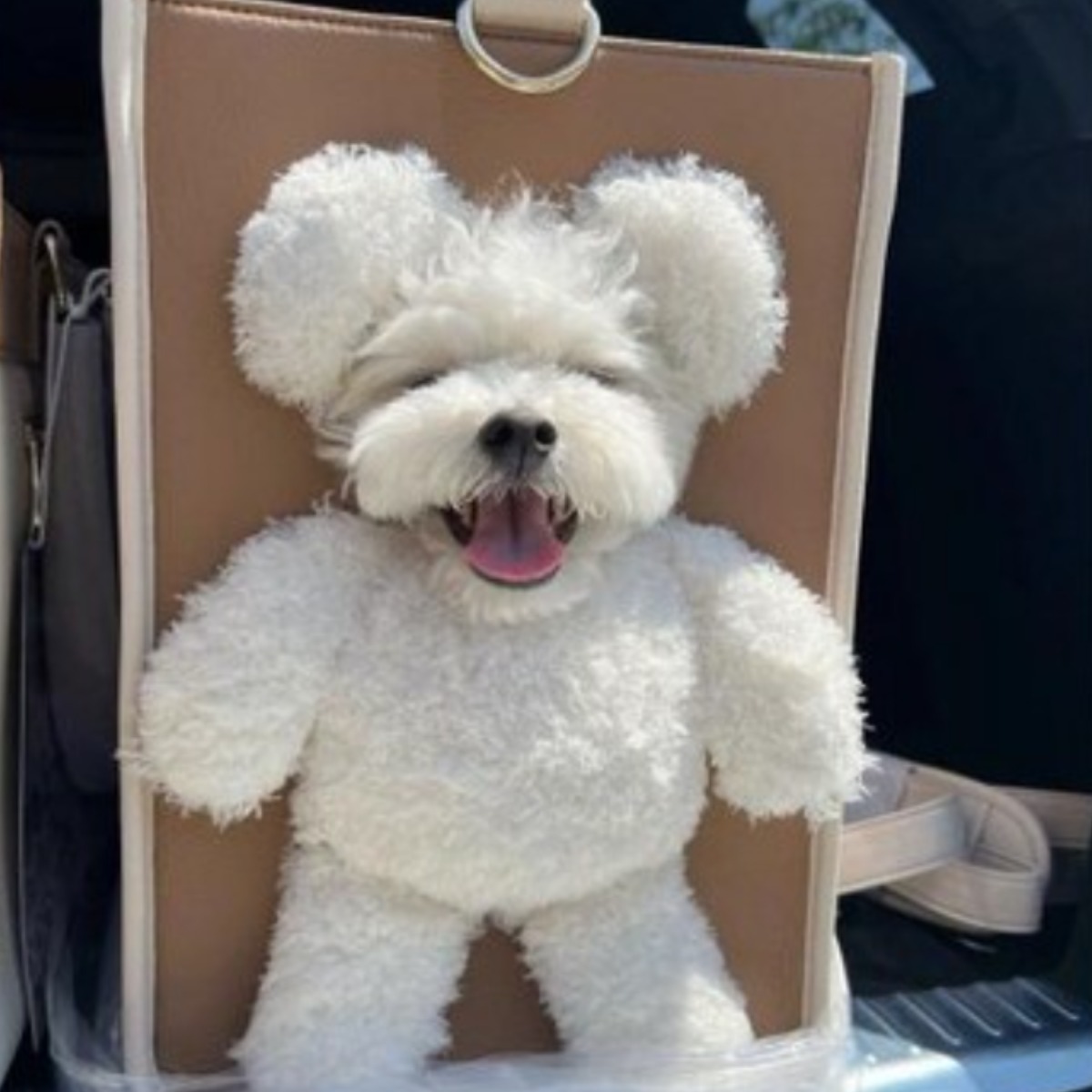 아키즈 빼꼼캐리어 강아지 고양이 반려동물 이동가방 곰돌이 캐리어, 1개, 화이트 150,000원