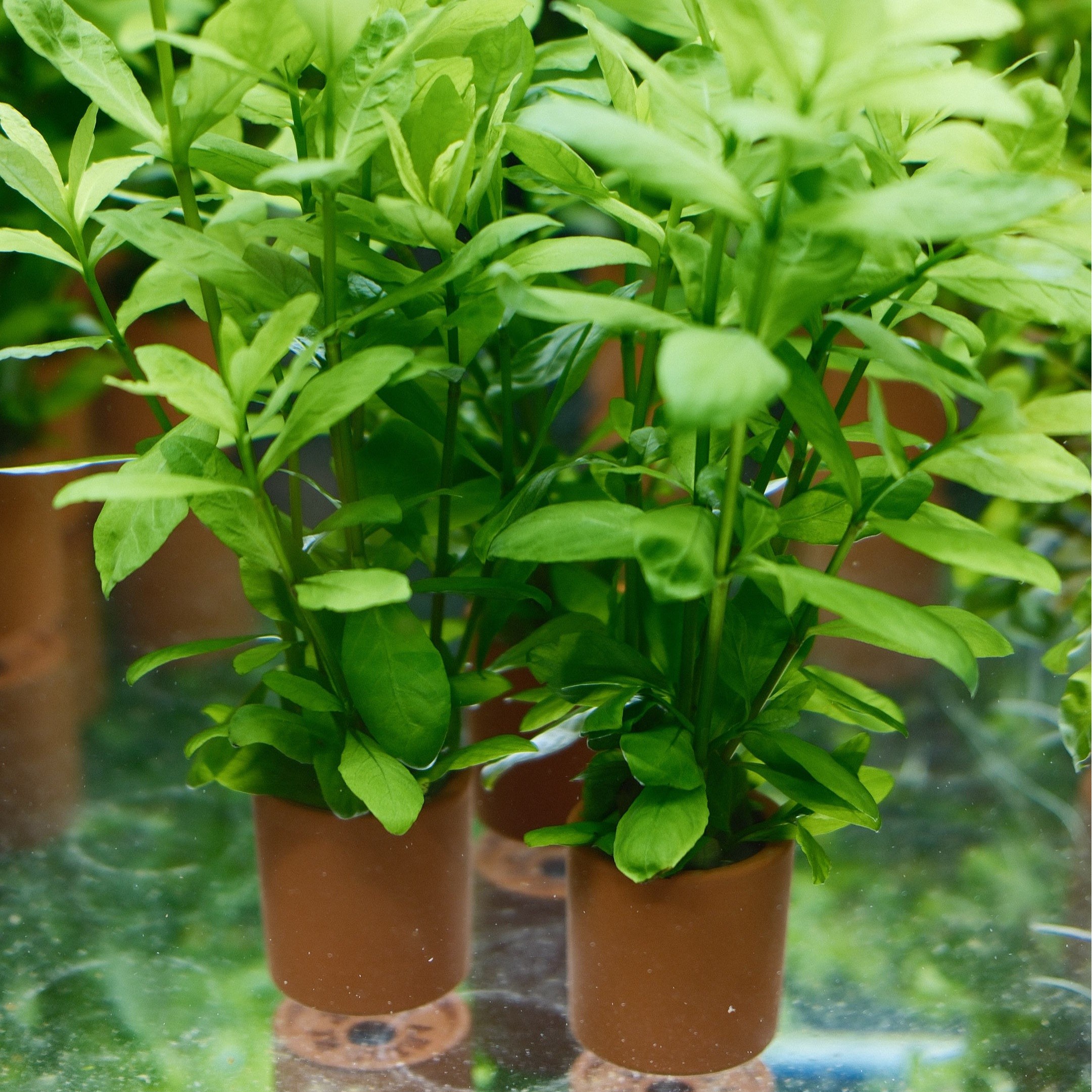 하이그로필라 풍성한 포트수초, 1개 3,500원