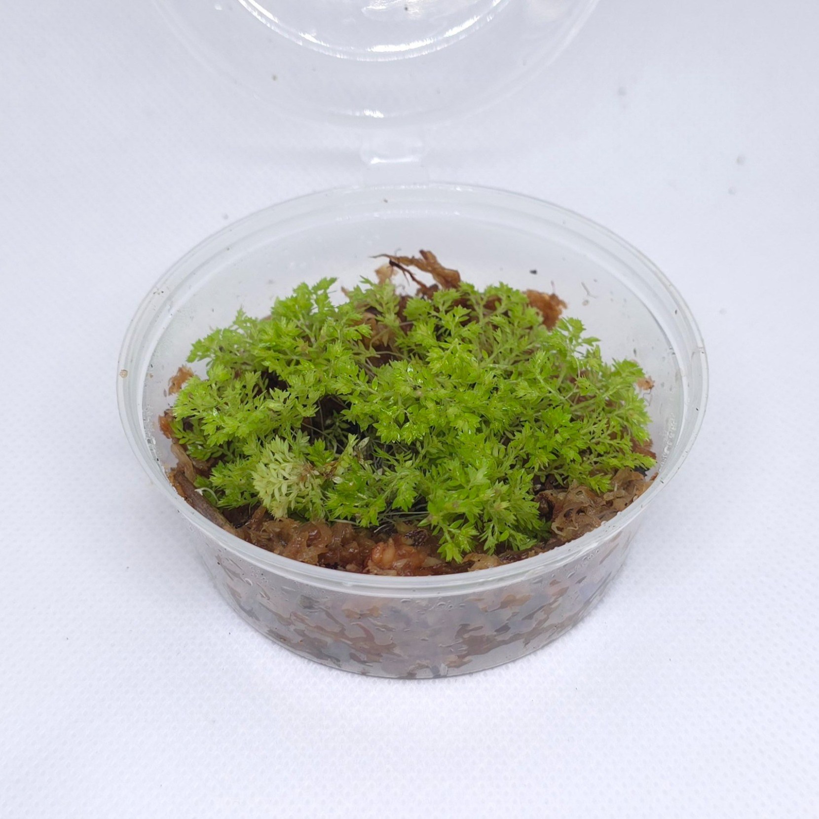 구름이끼 8X8 테라리움 비바리움 식물 키우기, 1개 5,000원