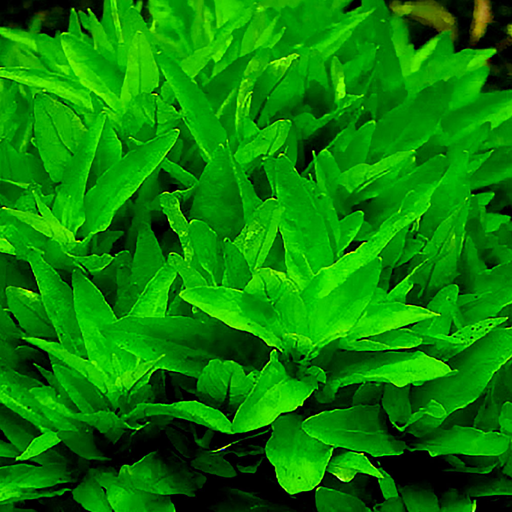 NP 전경수초 스트로징 레펜스 3촉 어항수초 수족관 5,000원