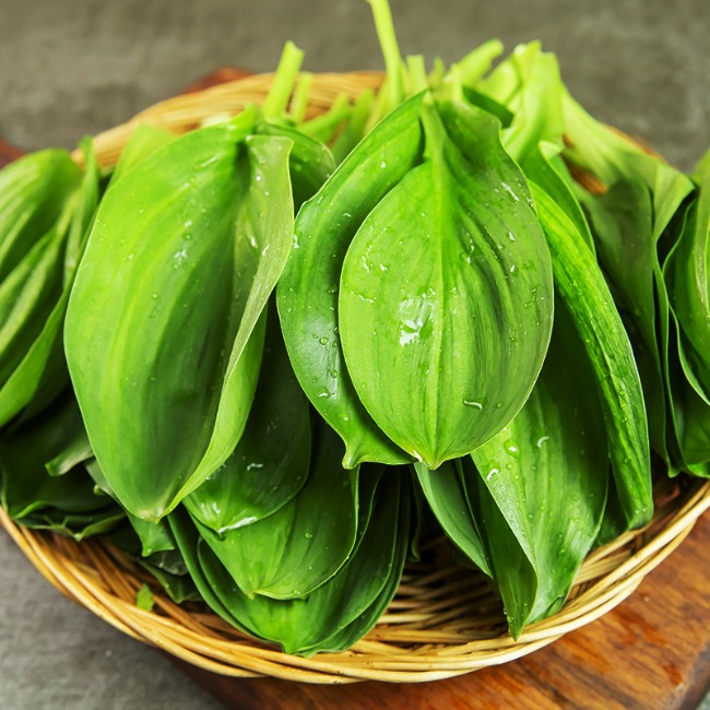 [산지 첫출하] 강원도 고랭지 산지 직송 햇 명이나물 산마늘 명이잎 대명이, 500g, 1개 24,900원