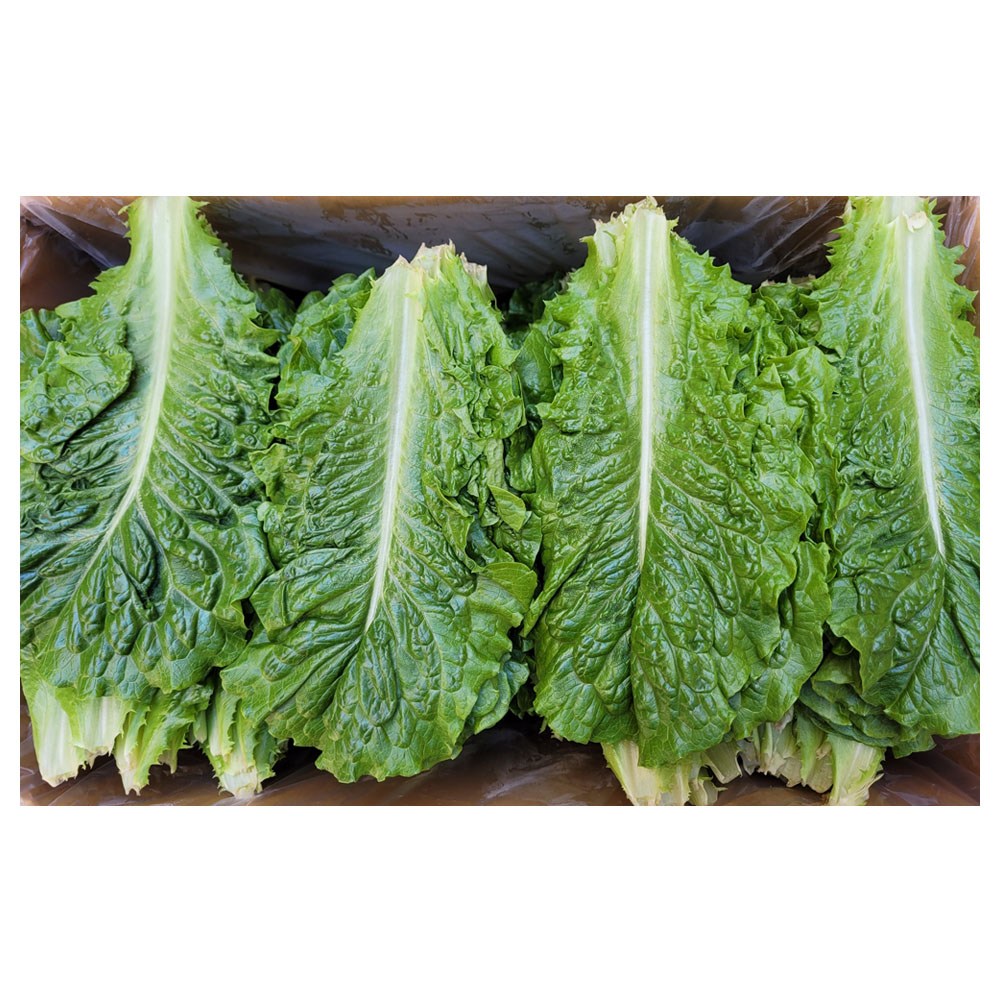야채왕 로메인 4kg (실중량 3.8 ~ 4.0K) 박스 청상추 레터스 상추, 4kg (실중량 3.8~4.0kg), 1개 16,000원