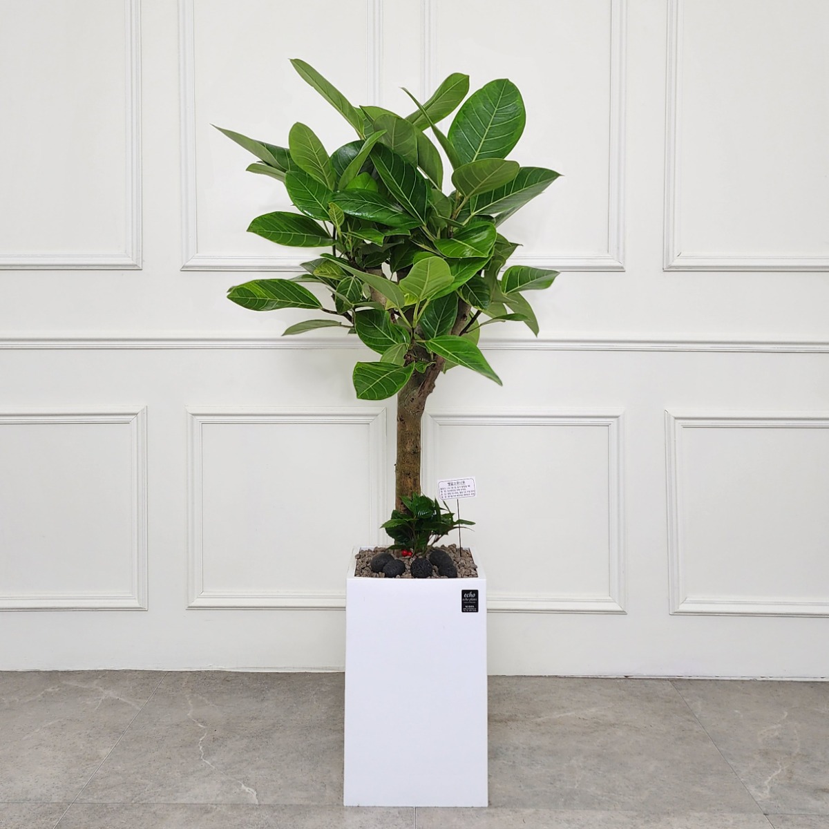 에코플랜트(서랍형받침+리본증정+당일배송) 뱅갈고무나무 개업 축하화분 거실 인테리어 화분, 22. 뱅갈고무나무 흰색, 1개 91,500원