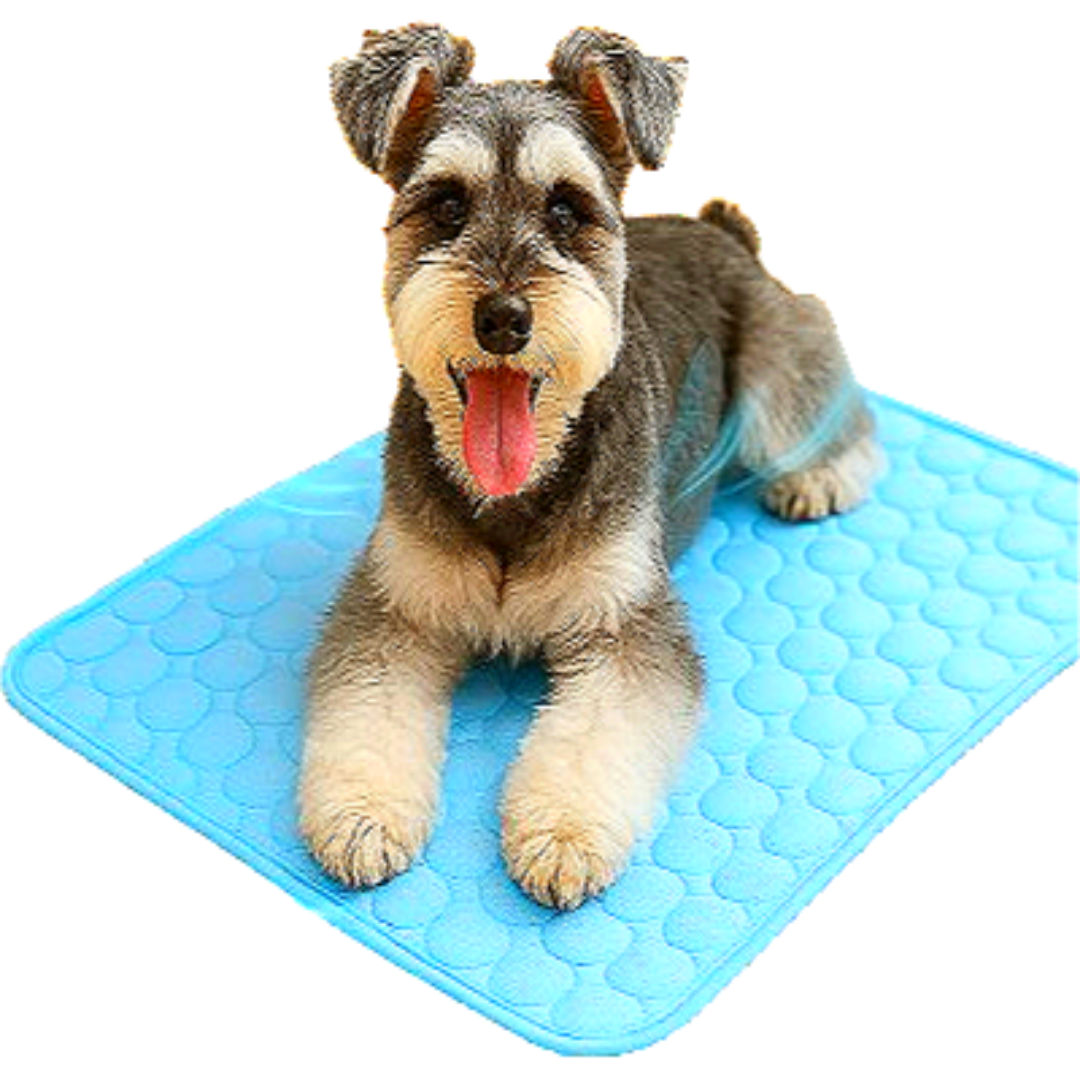 스마일플로우 시원뽀송 강아지 고양이 여름 냉감 방석 쿨매트, 1개, 블루 11,900원