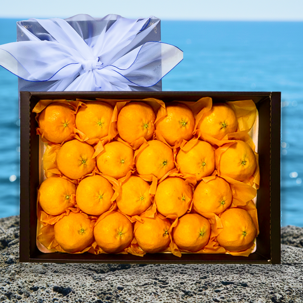 [마지막할인] 딱50박스만 천상의맛 레드향 설선물세트 47,900원