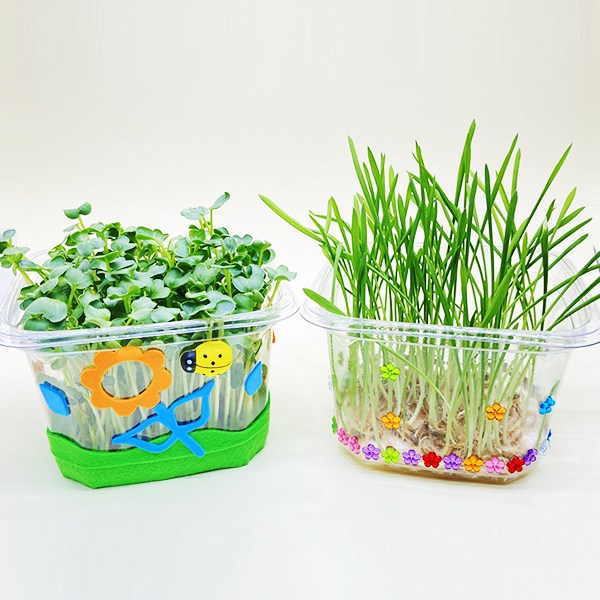 지니아이 새싹키우기 키트 3종 택일 무순 보리 귀리 식물키트 관찰학습 과학실험 새싹보리 수경재배식물, 1개 2,700원