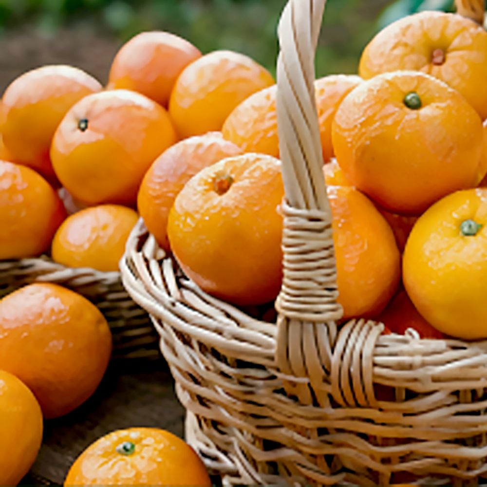 과즙팡팡 제주 레드향 10kg 특대과 123,070원