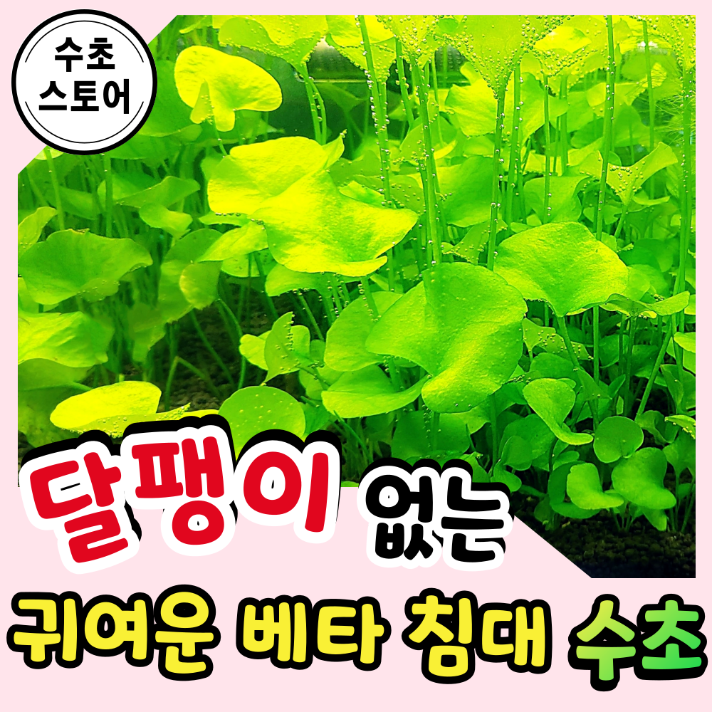 [수초스토어] 달팽이없는 타이완가가부타 5줄기 구피 새우 어항 수초 쉬운 키우기 예쁜 은신처 중경 후경 음성 초보 자연 풍성한 무이탄 치어 베타 열대어 9,900원