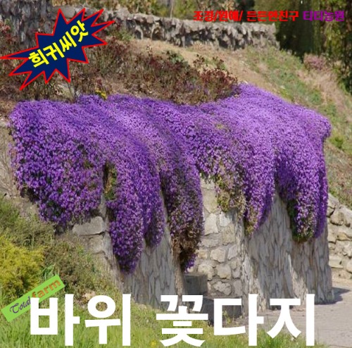 (희귀씨앗) 바위꽃다지(Aubrieta) 퍼플 15립 7,800원